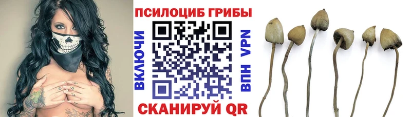Галлюциногенные грибы Magic Shrooms  blacksprut ссылки  Малгобек  закладки 